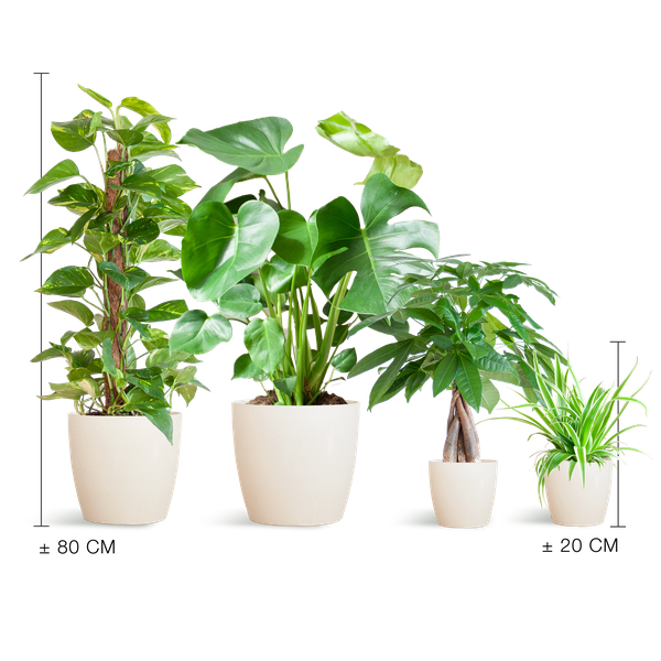 4x Pflegeleichte Zimmerpflanzen - Grünlilie, Glückskastanie, Efeutute & Monstera - ↕ 25–80 cm - Ø 12–21 cm | Viber-Übertopf Weiß