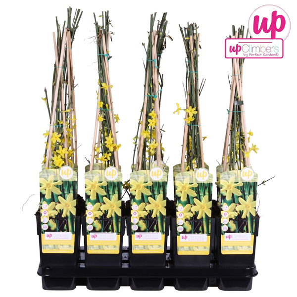 Winterjasmin – Jasminum nudiflorum – ↕ 65 cm – Ø 15 cm
