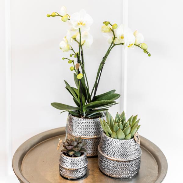 Nachtfalterorchidee - Phalaenopsis - ↕ 35–45 cm - Ø 9 cm | 2er-Set Groove silber in silbernen Keramiktöpfen