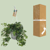 Efeu - Hedera Helix Groen - ↕ 17 cm - Ø 17 cm | Hängetopf Wit / Basic
