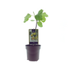 Ficus Panachée – Buntblättriger Ficus – ↕ 40 cm – Ø 15 cm