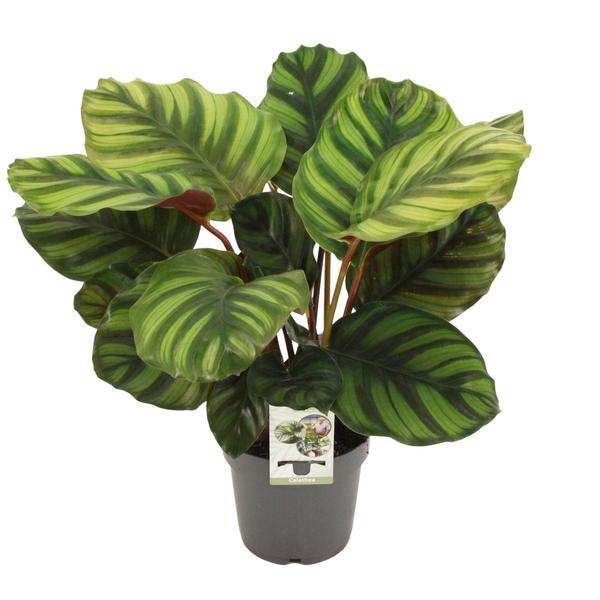 Korbmarante - Calathea Fasciata - ↕ 50 cm - Ø 14 cm