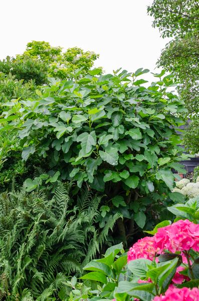Feige – Ficus Gustissimo Perretta – ↕ 50 cm – Ø 19 cm