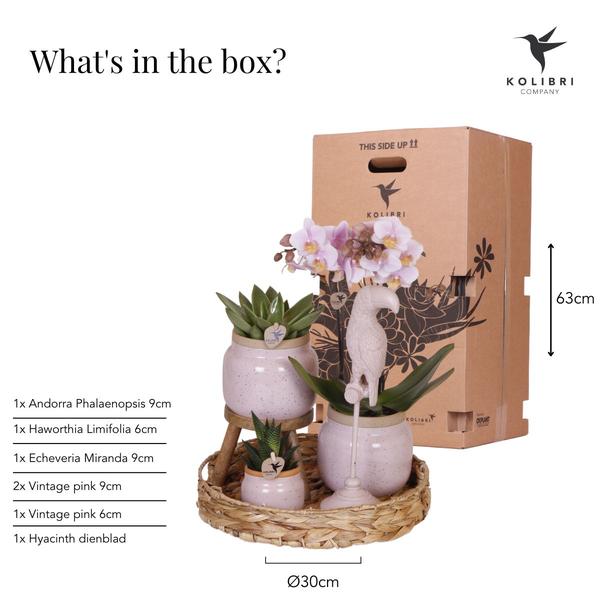 Pflanzenset Romantik – Rosa Phalaenopsis & Grünpflanzen – inkl. Keramik-Ziertöpfe & Zubehör