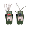 Brombeeren- & Himbeeren-Mix – Rubus Lochness & Malling Promise Bio – 2 Stück – ↕ 60–80 cm – Ø 15 cm