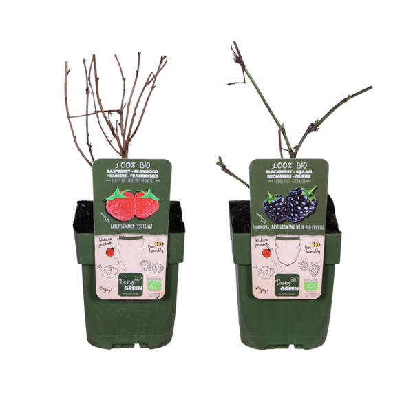 Brombeeren- & Himbeeren-Mix – Rubus Lochness & Malling Promise Bio – 2 Stück – ↕ 60–80 cm – Ø 15 cm