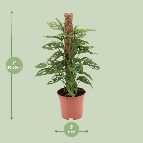 Fensterblatt - Monstera monkey - ↕ 60 cm - Ø 17 cm