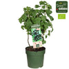Schwarze Johannisbeere – Ribes Low 'Little Black Sugar' Bio – ↕ 50 cm – Ø 23 cm