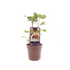 Feigenbaum – Ficus Brown Turkey – ↕ 40 cm – Ø 15 cm