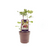 Feigenbaum – Ficus Brown Turkey – ↕ 40 cm – Ø 15 cm