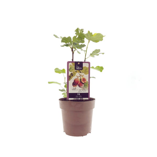 Feigenbaum – Ficus Brown Turkey – ↕ 40 cm – Ø 15 cm