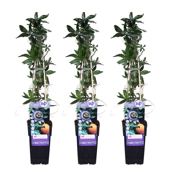 3x Passionsblume – Passiflora caerulea – ↕ 65 cm – Ø 15 cm