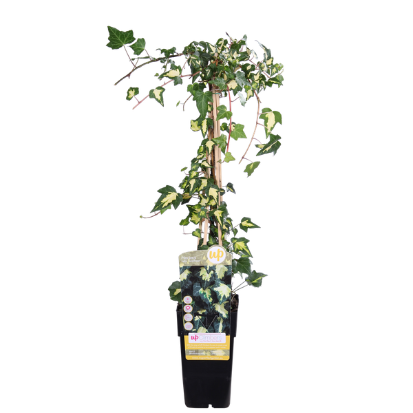 Efeu – Hedera colchica Dentata Variegata – ↕ 65 cm – Ø 15 cm
