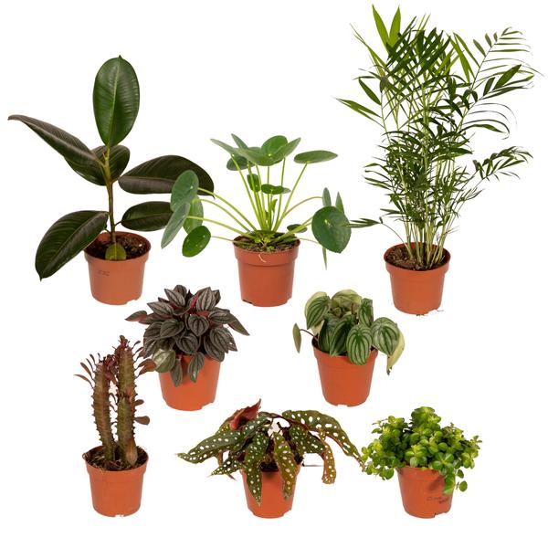 Außenseiterbox – 8 Zimmerpflanzen Mix – Ø 12 cm