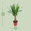 Palmlilie - Yucca Maya Tree - ↕ 80 cm - Ø 19 cm