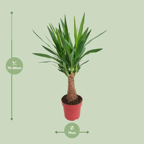 Palmlilie - Yucca Maya Tree - ↕ 80 cm - Ø 19 cm