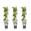 3x Schlingknöterich – Fallopia baldschuanica – ↕ 65 cm – Ø 15 cm