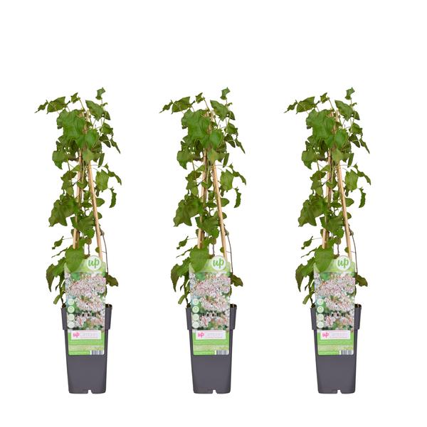 3x Schlingknöterich – Fallopia baldschuanica – ↕ 65 cm – Ø 15 cm