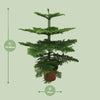 Norfolk-Tanne - Araucaria Heterophylla - ↕ 70 cm - Ø 21 cm