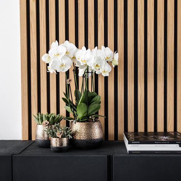 Nachtfalterorchidee - gelb rote Phalaenopsis Orchidee - ↕ 40 cm - Ø 9 cm | Elite Kupfer Topf