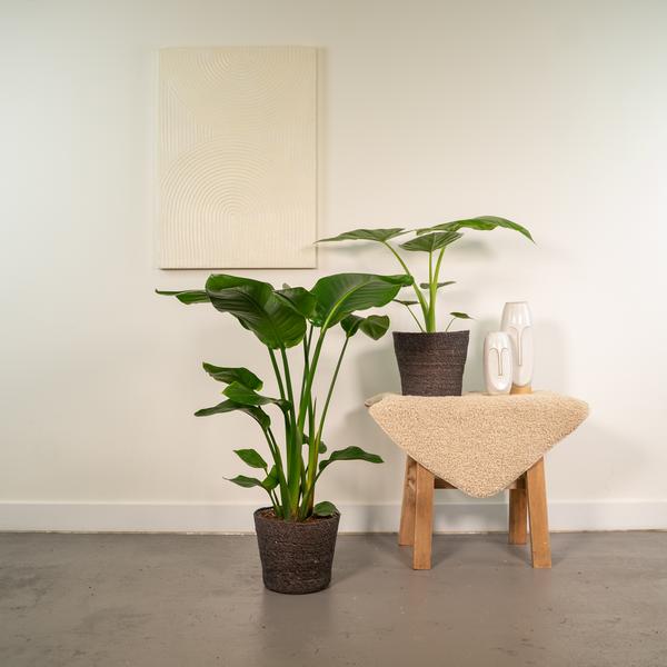 Strelitzia Nicolai - ↕ 85 cm - Ø 19 cm + Alocasia Macrorrhiza - ↕ 70 cm - Ø 19 cm