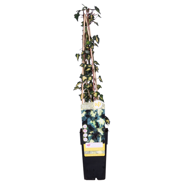 4x Efeu – Hedera helix Goldheart – ↕ 65 cm – Ø 15 cm