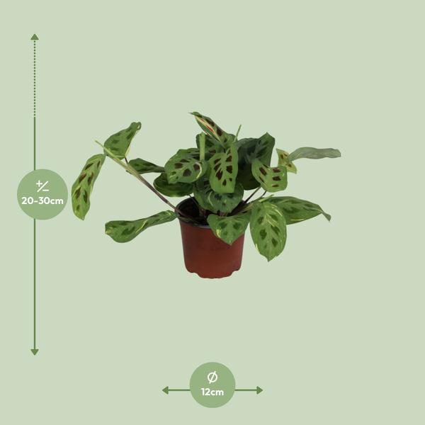 Pfeilwurz – Maranta Leuconeura Fascinator Variegata – ↕ 30 cm – Ø 12 cm