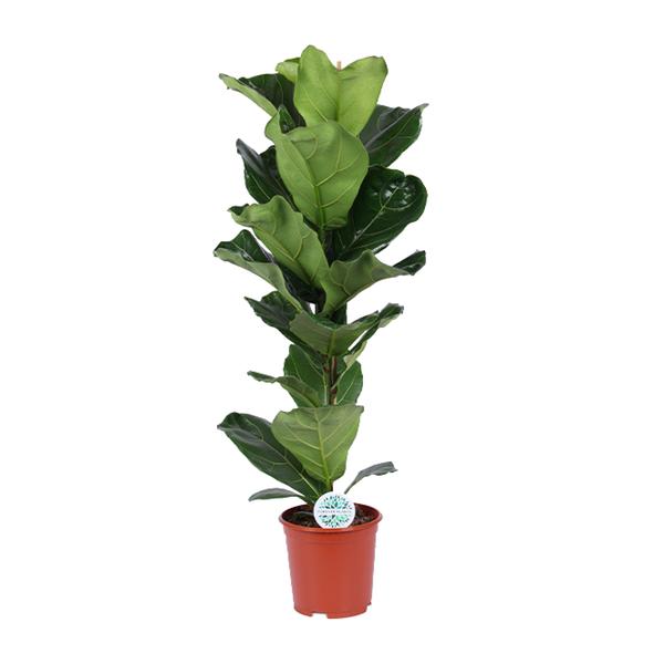 Geigen-Feige - Ficus Lyrata - ↕ 90 cm - Ø 21 cm
