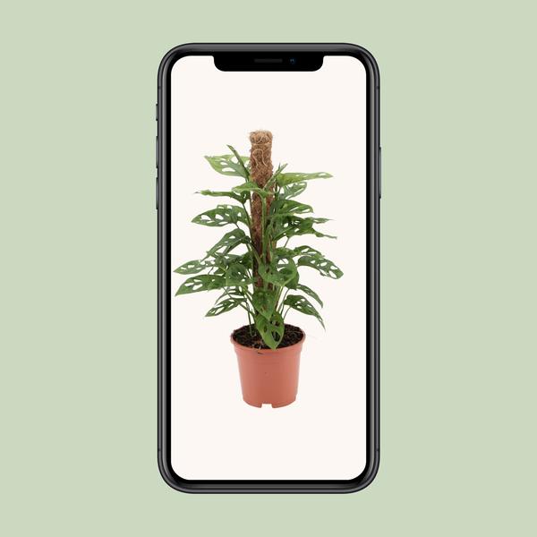 Fensterblatt - Monstera monkey - ↕ 60 cm - Ø 17 cm
