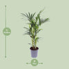 Kentia-Palme – Howea Forsteriana – ↕ 75 cm – Ø 17 cm