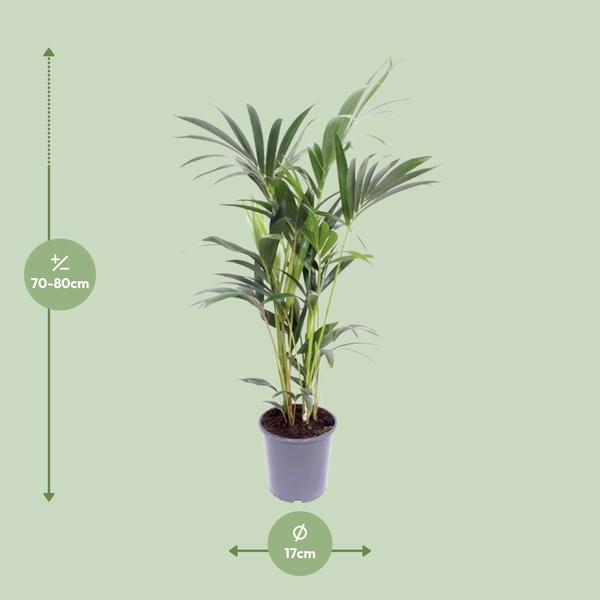 Kentia-Palme – Howea Forsteriana – ↕ 75 cm – Ø 17 cm