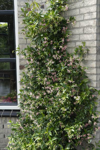 2x Sternjasmin – Trachelospermum 'Star of Ibiza' – ↕ 65 cm – Ø 15 cm