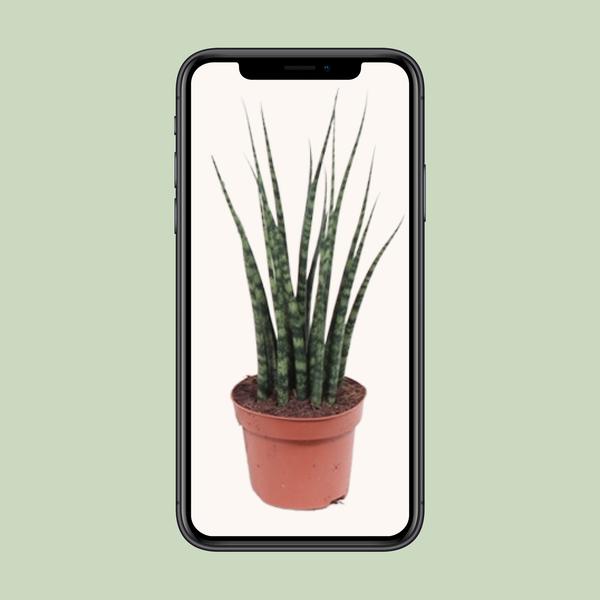 Sansevieria Fernwood Mikado - ↕ 40 cm - Ø 12 cm