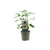 Feigenbaum – Ficus Precose De Dalmatie – ↕ 40 cm – Ø 15 cm