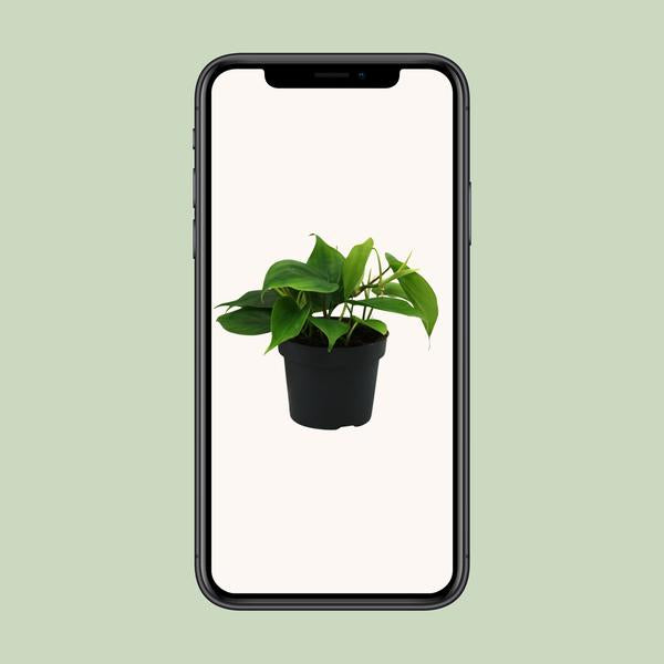 Philodendron Scandens - ↕ 20 cm - Ø 12