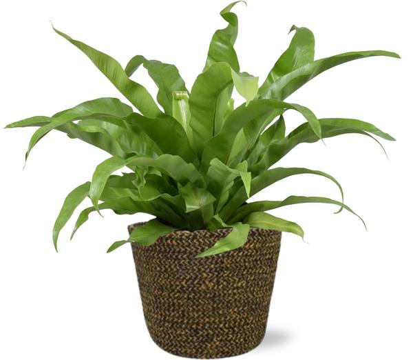 Nestfarn – Asplenium Antiquum – ↕ 45 cm – Ø 17 cm | Selin Übertopf Schwarz – ↕ 16 cm – Ø 18 cm