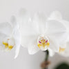 Nachtfalterorchidee weiß – Phalaenopsis Amabilis & Sukkulente – Crassula Hobbit – ↕ 35 cm – Ø 9 + 6 cm | Painted Stripe-Topf Blau