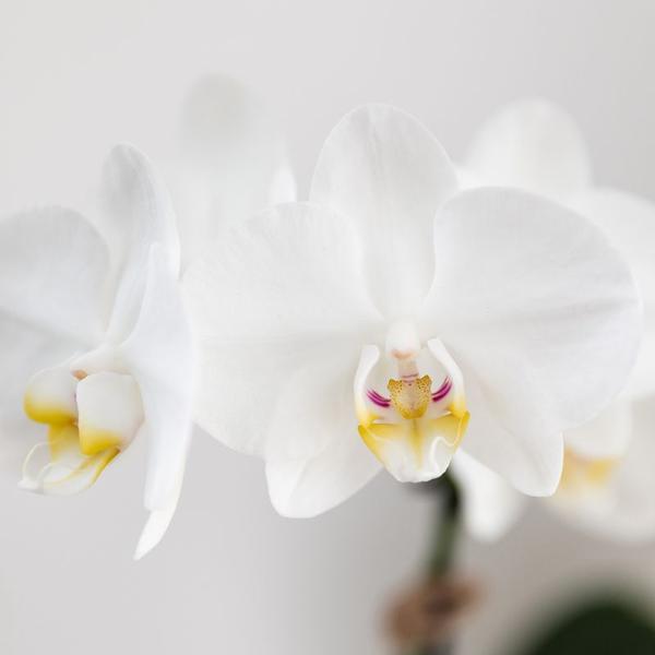 Nachtfalterorchidee weiß – Phalaenopsis Amabilis & Sukkulente – Crassula Hobbit – ↕ 35 cm – Ø 9 + 6 cm | Painted Stripe-Topf Blau