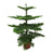 Norfolk-Tanne - Araucaria Heterophylla - ↕ 70 cm - Ø 21 cm