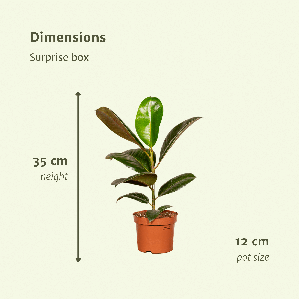 Überraschungsbox – 6 Zimmerpflanzen-Mix – ↕ 25 cm – Ø 12 cm