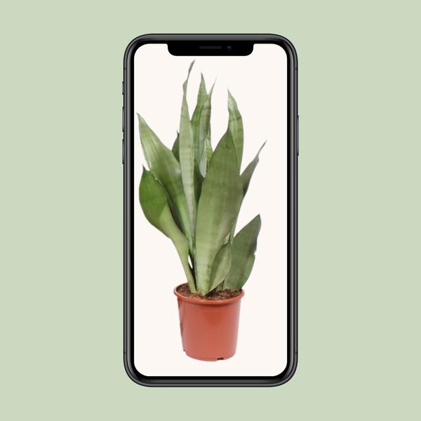 Sansevieria Moonshine - ↕ 60 cm - Ø 17 cm