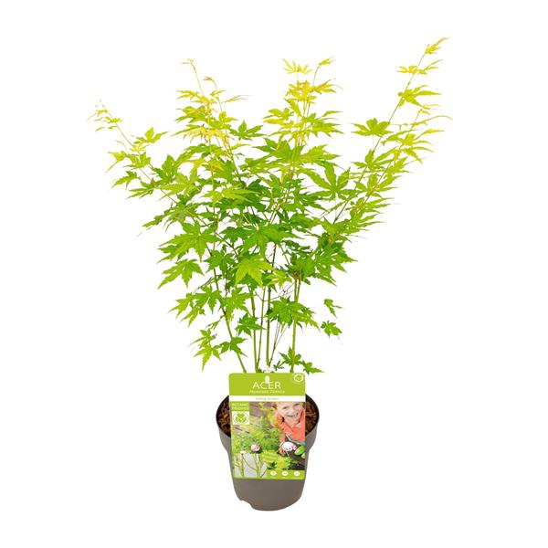 Fächerahorn – Acer palmatum Going Green – ↕ 30 cm – Ø 15 cm
