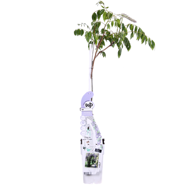 Blauregen – Wisteria sinensis Caroline – ↕ 65 cm – Ø 15 cm
