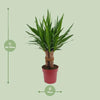 Palmlilie - Yucca Tres Cañas - ↕ 70 cm - Ø 19 cm