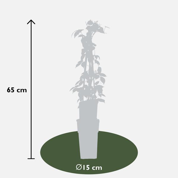 4x Wilder Wein – Parthenocissus tricuspidata Veitch Boskoop – ↕ 65 cm – Ø 15 cm