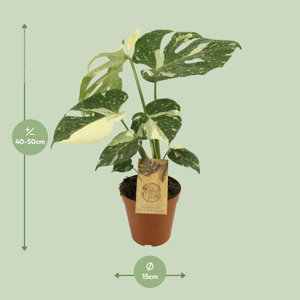 Fensterblatt - Monstera Thai Constellation - ↕ 50 cm - Ø 15 cm