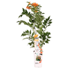 Trompetenblume – Campsis Indian Summer – ↕ 65 cm – Ø 15 cm