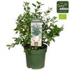 Heidelbeere – Vaccinium corymbosum 'Bingo Blue' Bio – ↕ 50 cm – Ø 23 cm