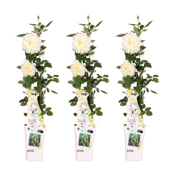 3x Kletterrose – Rosa Crazy in Love 'Vanilla' – ↕ 65 cm – Ø 15 cm
