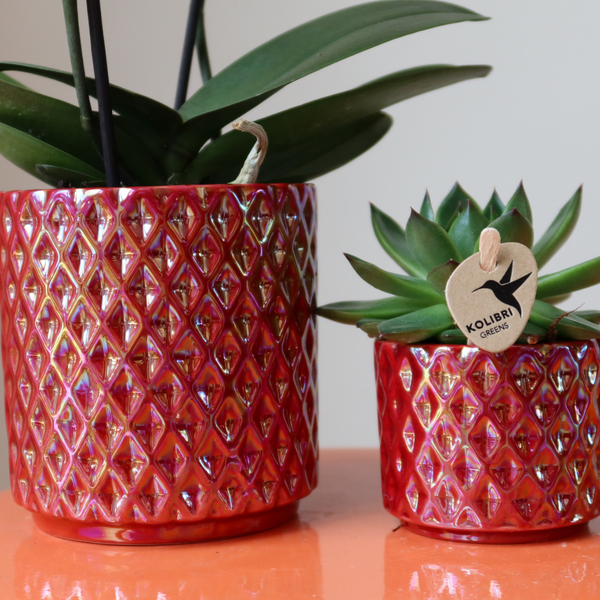Nachtfalterorchidee - Rote Phalaenopsis-Orchidee Congo - ↕ 40 cm - Ø 9 cm | Red Pearl-Topf